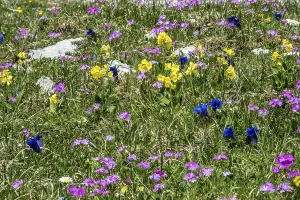 Meadow with Common cowslip (Primula veris)