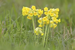 Meadow common cowslip (Primula veris)