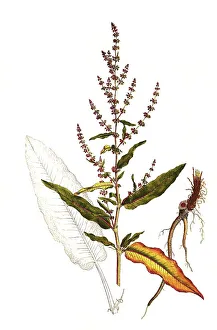 Meadow common sorrel (Rumex acetosa)