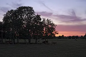 Meadow with cows in evening light