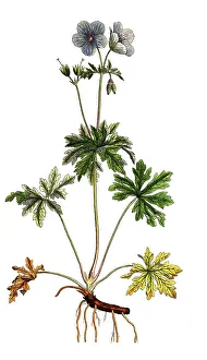 Meadow Cranesbill, Geranium pratense