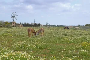 Meadow with crownwort (Glebionis coronaria)