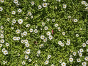 Meadow with daisies, daisy (Bellis perennis)