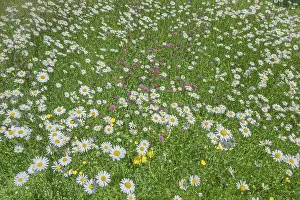 Meadow daisies (Leucanthemum vulgare)
