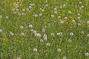 Category Historic EN Prints: Meadow with dandelion, common dandelion (Taraxacum sect)