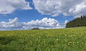 Meadow with dandelions on the Maulkuppe