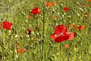 Meadow with flowering poppies (Papaver)
