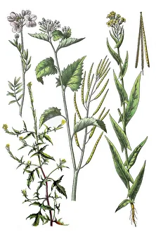 Meadow foamwort, Cardamine pratensis (top left)