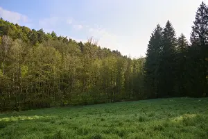 Meadow, forest, deciduous trees