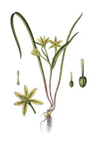 Meadow gagea (Gagea pratensis)