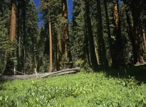 Meadow and Giant Sequioas (Sequoiadendron giganteum) at Crescent Meadows