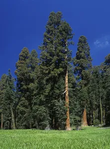 Meadow and Giant Sequioas (Sequoiadendron giganteum) at Crescent Meadows