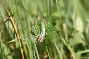 Meadow grasshopper (Chorthippus dorsatus)
