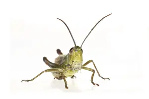 Meadow grasshopper (Chorthippus parallelus)