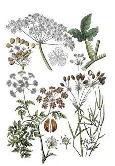 Meadow hogweed also common hogweed