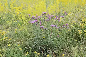 Meadow knapweed (Centaurea jacea)