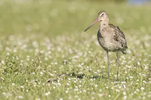 In a meadow, Lauwersmeer, Netherlands