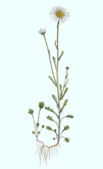 Meadow marguerite (Leucanthemum) (Chrysanthemum leucanthemum) vulgare