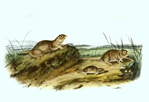 Meadow mouse, digitally restored reproduction of an original from the 19th century