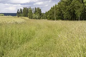 Meadow path