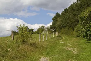 Meadow path in the Harz Mountains