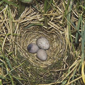 Meadow Pipit (Anthus pratensis)
