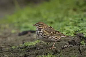 Meadow Pipit (Anthus pratensis)
