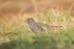 Meadow Pipit (Anthus pratensis) on a farmers field