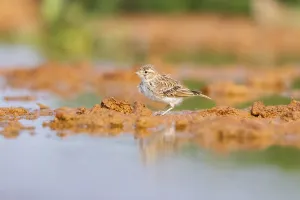 Meadow Pipit (Anthus pratensis) on a farmers field