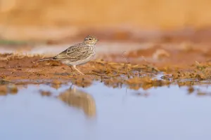 Meadow Pipit (Anthus pratensis) on a farmers field