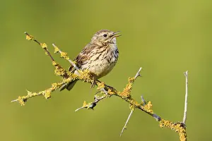 Meadow pipit (Anthus pratensis) sits singing on a branch
