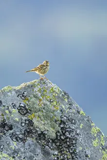 Meadow pipit (Anthus pratensis) sitting on a rock in the Vosges Mountains