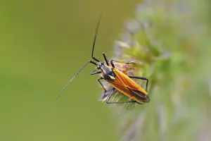 Meadow plant bug (Leptopterna dolabrata) ? Miridae (soft bugs)