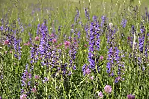 Meadow sage (Salvia pratensis)