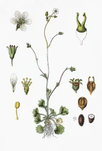 Meadow saxifrage (Saxifraga granulata)