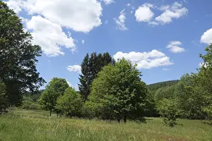 Meadow and trees in the Palatinate Forest