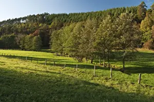 Meadow valley in autumn, Aselbach