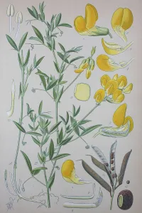 Meadow vetchling (Lathyrus pratensis)