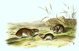 Meadow vole (Microtus pennsylvanicus)