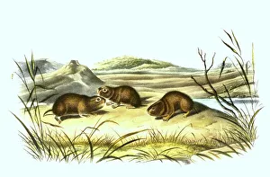 Meadow vole (Microtus pennsylvanicus)