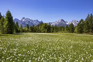 Meadow with white daffodils (Narcissus poeticus) near Almsee