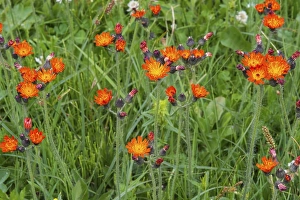 Meadow with wild flowers, Erigeron aurantiacus
