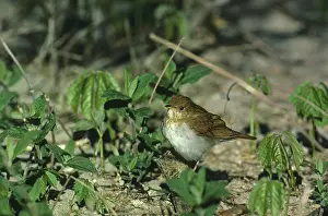 Meadowherb (Hylocichla fuscescens) sitting on a stick on the ground