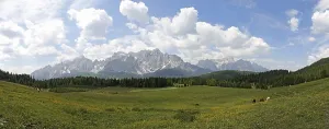 Meadows