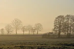Meadows and trees in the early morning mist in the light of the rising sun