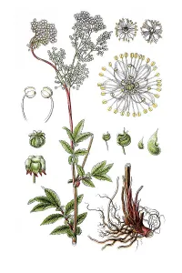 Meadowsweet (Filipendula ulmaria)