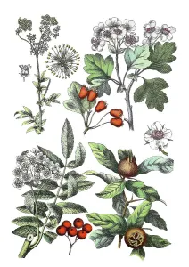 Meadowsweet, Filipendula ulmaria (top left)
