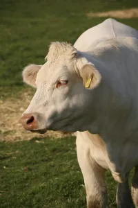 Meat supplier