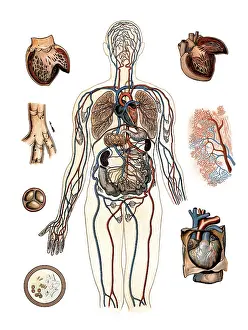 Medical illustration, human blood circulation with organs