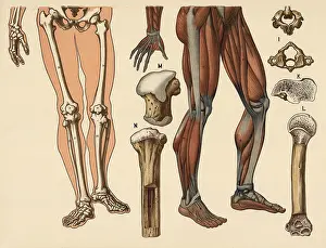 Medical illustration, human body